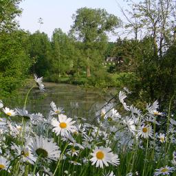 Vue printanière sur l'étang 