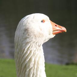 Oies, cygnes, hérons et poules d'eau