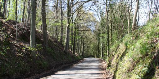 The forest between Ardenne and Condroz