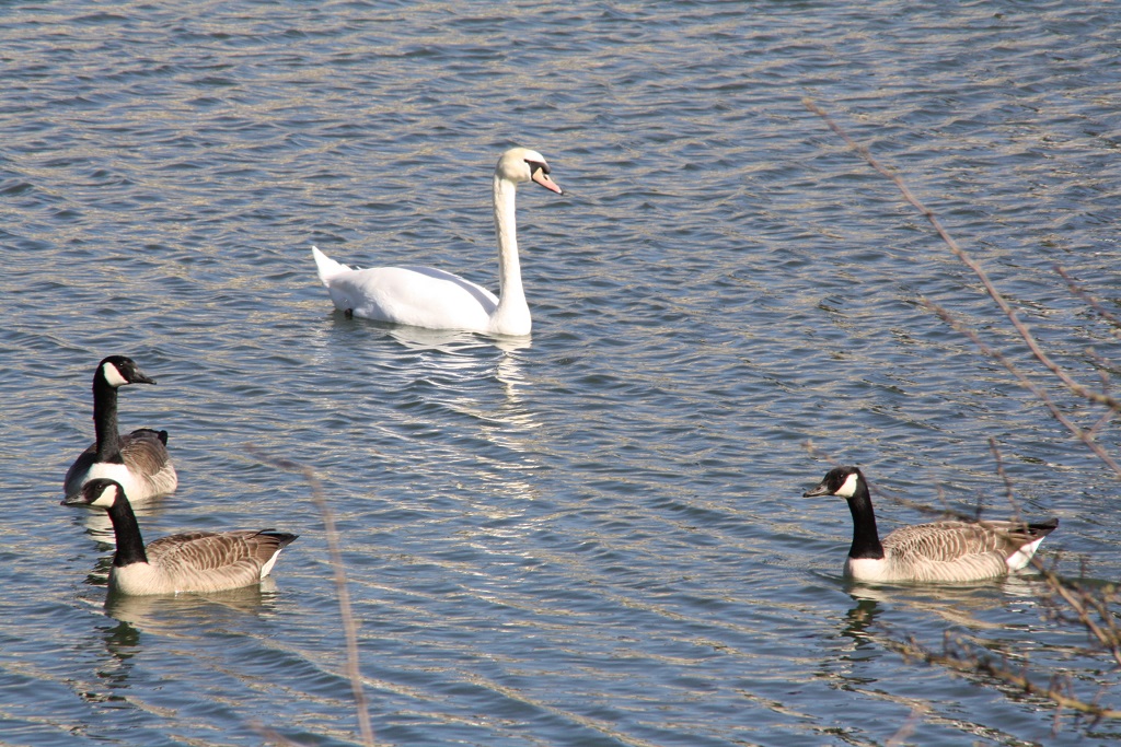 Only the wild geese, swans, moorhens and herons disturb the peace of the hamlet