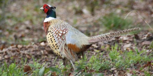 Chasser en Ardenne