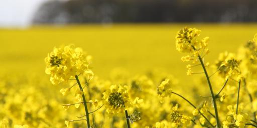 Champ de moutarde